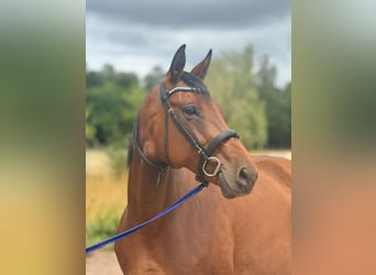 Hannoveraner, Stute, 10 Jahre, 162 cm, Brauner