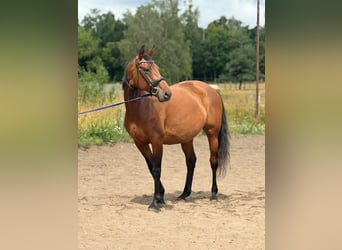 Hannoveraner, Stute, 10 Jahre, 162 cm, Brauner