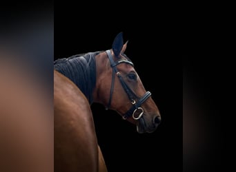Hannoveraner, Stute, 10 Jahre, 162 cm, Brauner