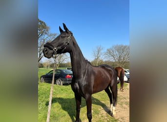 Hannoveraner, Stute, 10 Jahre, 162 cm, Rappe