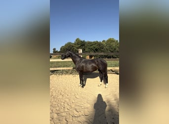 Hannoveraner, Stute, 10 Jahre, 162 cm, Rappe