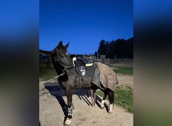 Hannoveraner, Stute, 10 Jahre, 162 cm, Rappe