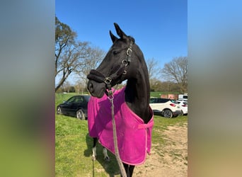 Hannoveraner, Stute, 10 Jahre, 162 cm, Rappe