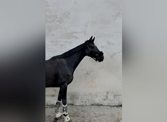 Hannoveraner, Stute, 10 Jahre, 162 cm, Rappe