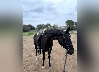 Hannoveraner, Stute, 10 Jahre, 162 cm, Rappe