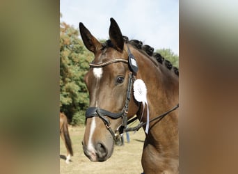 Hannoveraner, Stute, 10 Jahre, 163 cm, Dunkelbrauner