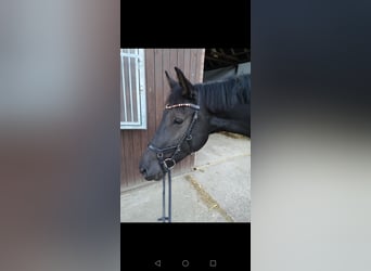 Hannoveraner, Stute, 10 Jahre, 163 cm, Dunkelbrauner