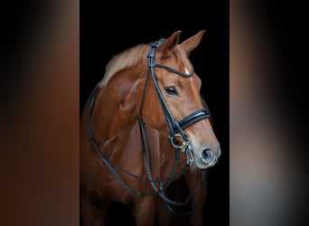 Hannoveraner, Stute, 10 Jahre, 163 cm, Fuchs