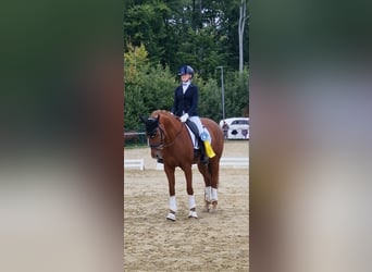 Hannoveraner, Stute, 10 Jahre, 163 cm, Fuchs