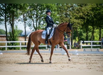 Hannoveraner, Stute, 10 Jahre, 163 cm, Fuchs