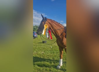 Hannoveraner, Stute, 10 Jahre, 163 cm, Fuchs