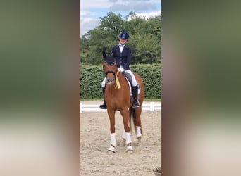 Hannoveraner, Stute, 10 Jahre, 163 cm, Fuchs
