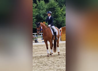Hannoveraner, Stute, 10 Jahre, 163 cm, Fuchs