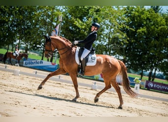 Hannoveraner, Stute, 10 Jahre, 163 cm, Fuchs