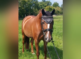 Hannoveraner, Stute, 10 Jahre, 163 cm, Fuchs