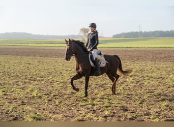 Hannoveraner, Stute, 10 Jahre, 164 cm, Dunkelfuchs