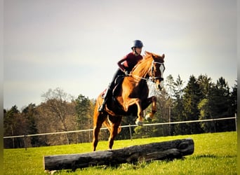 Hannoveraner, Stute, 10 Jahre, 164 cm, Fuchs