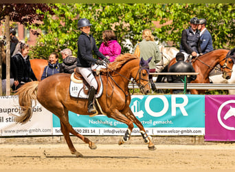 Hannoveraner, Stute, 10 Jahre, 164 cm, Fuchs