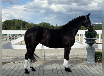 Hannoveraner, Stute, 10 Jahre, 164 cm, Rappe