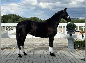 Hannoveraner, Stute, 10 Jahre, 164 cm, Rappe