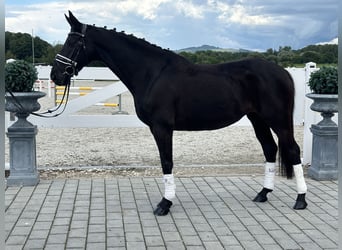 Hannoveraner, Stute, 10 Jahre, 164 cm, Rappe