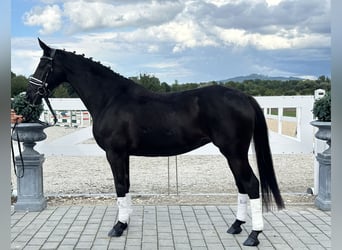 Hannoveraner, Stute, 10 Jahre, 164 cm, Rappe