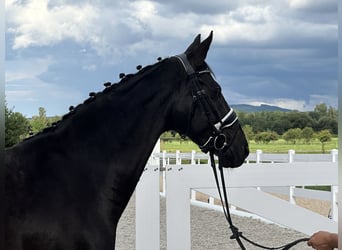 Hannoveraner, Stute, 10 Jahre, 164 cm, Rappe