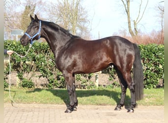 Hannoveraner, Stute, 10 Jahre, 164 cm, Rappe