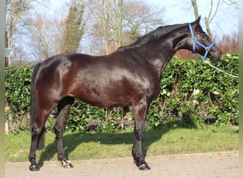 Hannoveraner, Stute, 10 Jahre, 164 cm, Rappe