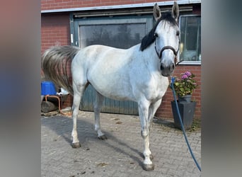 Hannoveraner, Stute, 10 Jahre, 164 cm, Schimmel