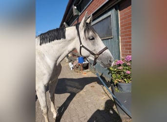 Hannoveraner, Stute, 10 Jahre, 164 cm, Schimmel