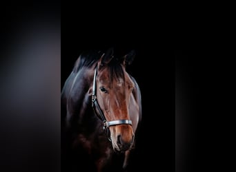 Hannoveraner, Stute, 10 Jahre, 165 cm, Brauner