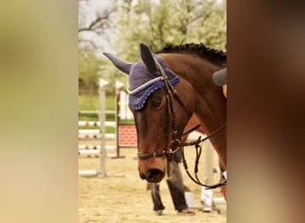 Hannoveraner, Stute, 10 Jahre, 165 cm, Brauner