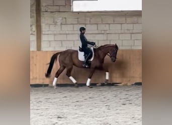 Hannoveraner, Stute, 10 Jahre, 165 cm, Dunkelfuchs
