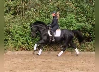 Hannoveraner, Stute, 10 Jahre, 165 cm, Rappe