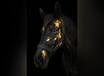 Hannoveraner, Stute, 10 Jahre, 165 cm, Rappe