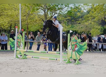Hannoveraner, Stute, 10 Jahre, 165 cm, Rappe