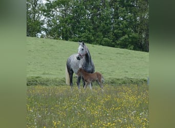 Hannoveraner, Stute, 10 Jahre, 165 cm, Schimmel