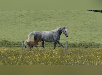 Hannoveraner, Stute, 10 Jahre, 165 cm, Schimmel