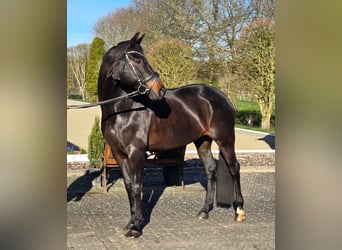 Hannoveraner, Stute, 10 Jahre, 165 cm, Schwarzbrauner