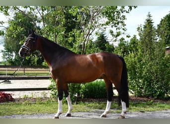 Hannoveraner, Stute, 10 Jahre, 166 cm, Brauner