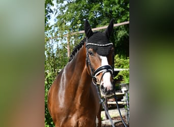 Hannoveraner, Stute, 10 Jahre, 166 cm, Brauner