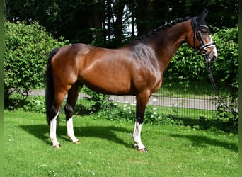 Hannoveraner, Stute, 10 Jahre, 166 cm, Brauner