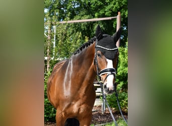 Hannoveraner, Stute, 10 Jahre, 166 cm, Brauner