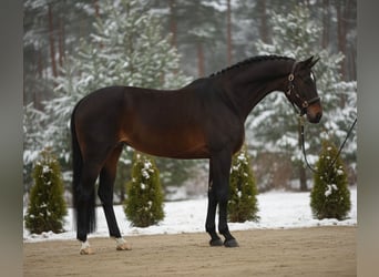 Hannoveraner, Stute, 10 Jahre, 167 cm, Brauner