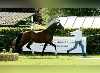 Hannoveraner, Stute, 10 Jahre, 167 cm, Brauner