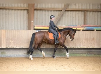 Hannoveraner, Stute, 10 Jahre, 167 cm, Brauner