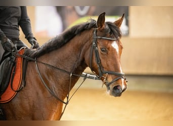 Hannoveraner, Stute, 10 Jahre, 167 cm, Brauner