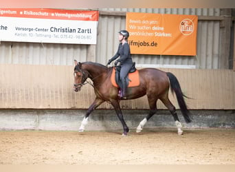 Hannoveraner, Stute, 10 Jahre, 167 cm, Brauner
