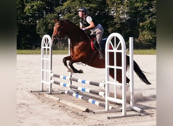 Hannoveraner, Stute, 10 Jahre, 167 cm, Brauner